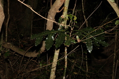 Stenocarpus sinuatus