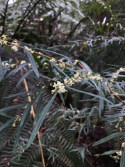 Pimelea axiflora