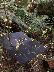 Pimelea axiflora
