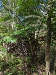 Cyathea