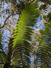 Cyathea