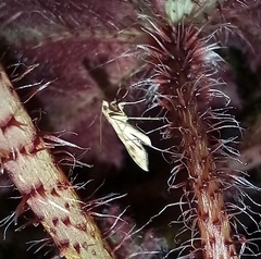 Antigastra catalaunalis
