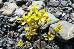 Coincya monensis cheiranthos