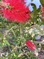 Tetragonula carbonaria
