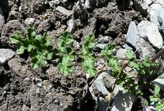 Coincya monensis cheiranthos