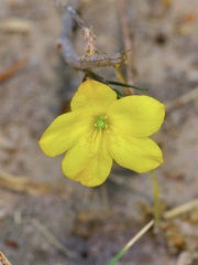 Talinum polygaloides