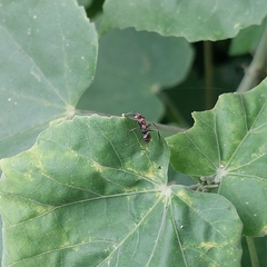 Camponotus rufoglaucus