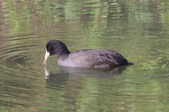 Fulica atra