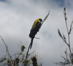 Platycercus adscitus