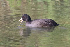 Fulica atra