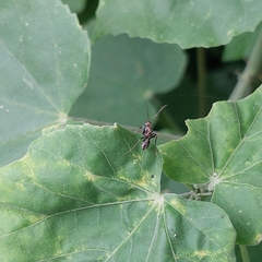Camponotus rufoglaucus