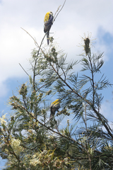 Platycercus adscitus