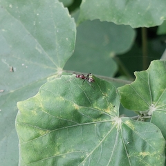 Camponotus rufoglaucus