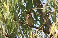 Emberiza spodocephala