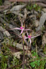 Caladenia versicolor