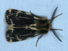 Ardices curvata