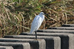 Egretta garzetta