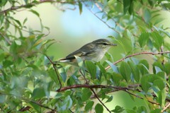 Phylloscopus borealis