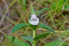 Sesamum indicum