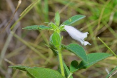 Sesamum indicum