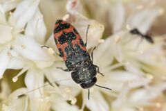 Acmaeodera ottomana