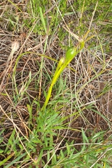 Diuris palustris