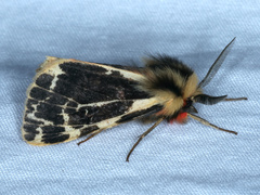 Ardices curvata