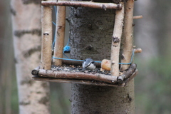 Sitta europaea asiatica
