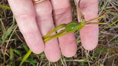 Diuris palustris