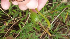 Diuris palustris