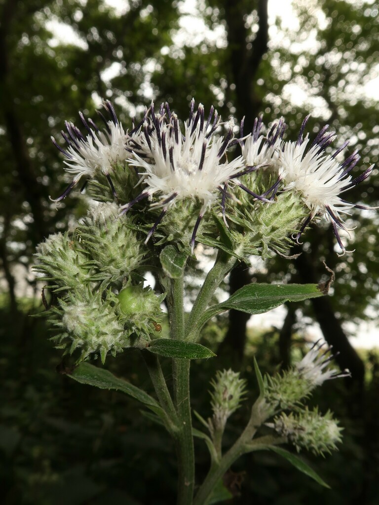 Saussurea andoana