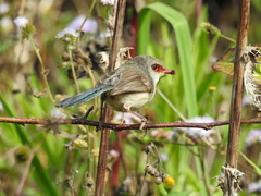 Malurus lamberti