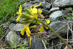 Coincya monensis cheiranthos