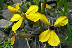 Coincya monensis cheiranthos