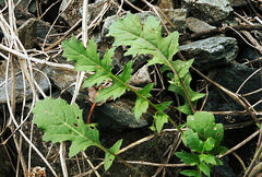 Coincya monensis cheiranthos