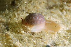 Tanea sagittata