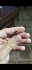 Oophaga pumilio