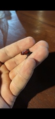 Oophaga pumilio