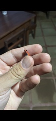 Oophaga pumilio