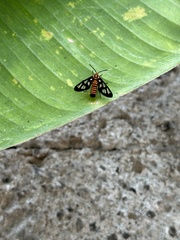 Amata huebneri