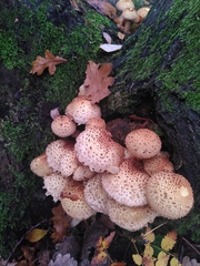 Pholiota squarrosa