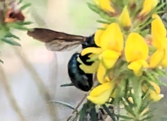 Xylocopa bombylans