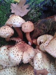 Pholiota squarrosa