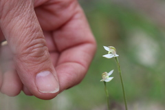 Caladenia prolata