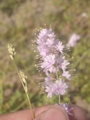Boerhavia xantii