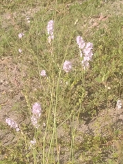 Boerhavia xantii