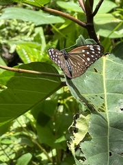 Euploea mulciber