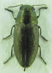 Buprestidae