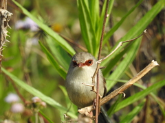 Malurus lamberti