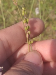 Boerhavia xantii